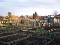 The allotments in winter - click for full size image